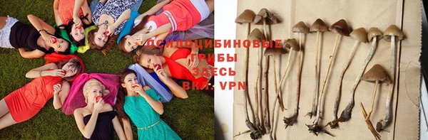 PSILOCYBIN Михайлов